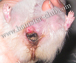hamster's rectal prolapse /  hamster's prolapsed rectum